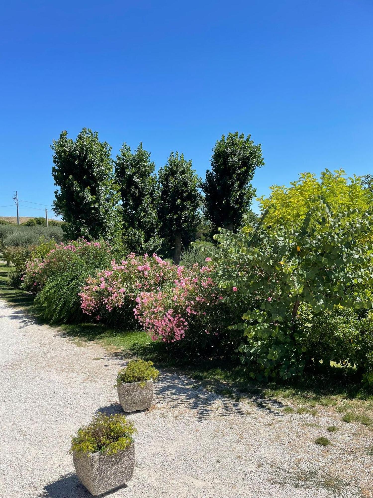 سان سيفيرينو ماركي Agriturismo Villa Rosetta المظهر الخارجي الصورة